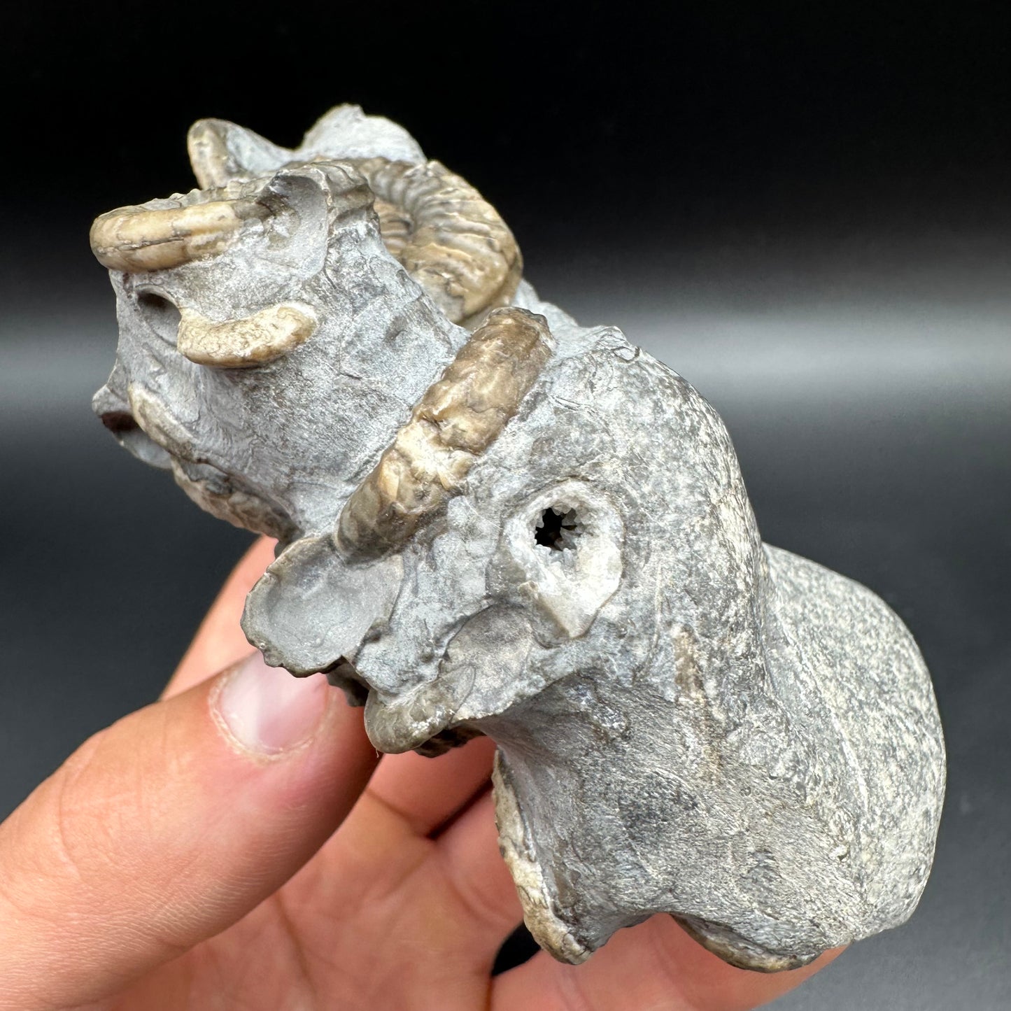 Arnioceras ammonite shell fossil with box and stand - Whitby, North Yorkshire Jurassic Coast Yorkshire Fossils