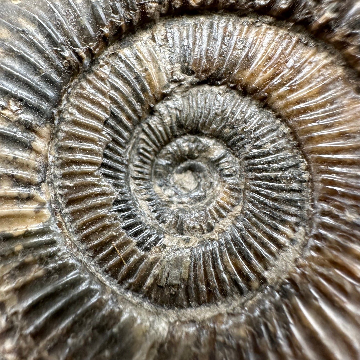 Dactylioceras Ammonite Fossil With Box And Stand - Whitby, North Yorkshire Jurassic Coast Yorkshire Fossils