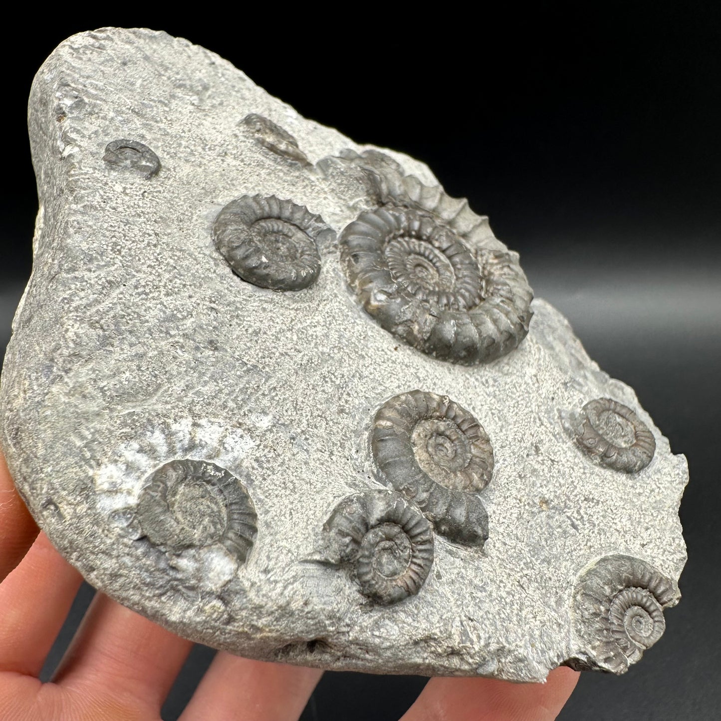 Arnioceras ammonite shell fossil with box and stand - Whitby, North Yorkshire Jurassic Coast Yorkshire Fossils