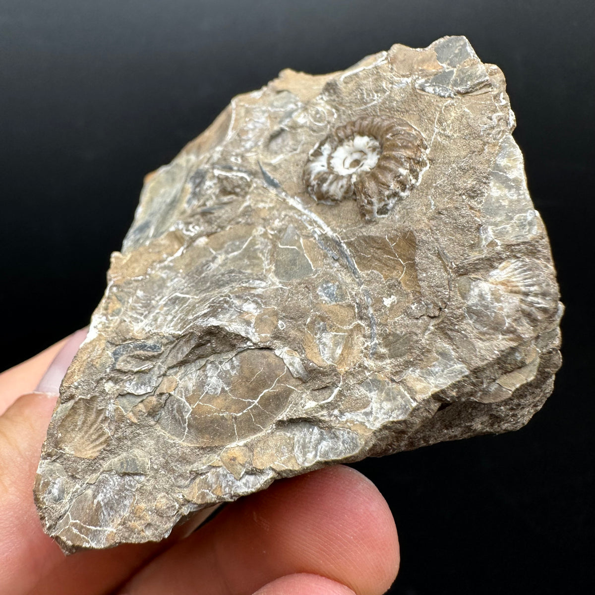 Androgynoceras capricornus Ammonite Fossil With Stand - Whitby, North Yorkshire Jurassic Coast Yorkshire Fossils