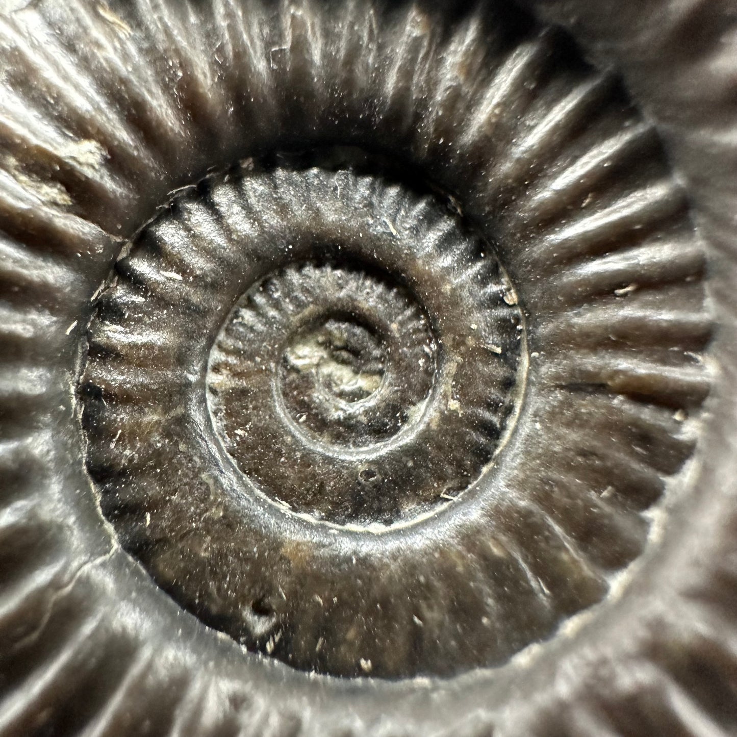 Schlothemia sp. ammonite fossil with box and stand - Whitby, North Yorkshire Jurassic Coast, Yorkshire fossils