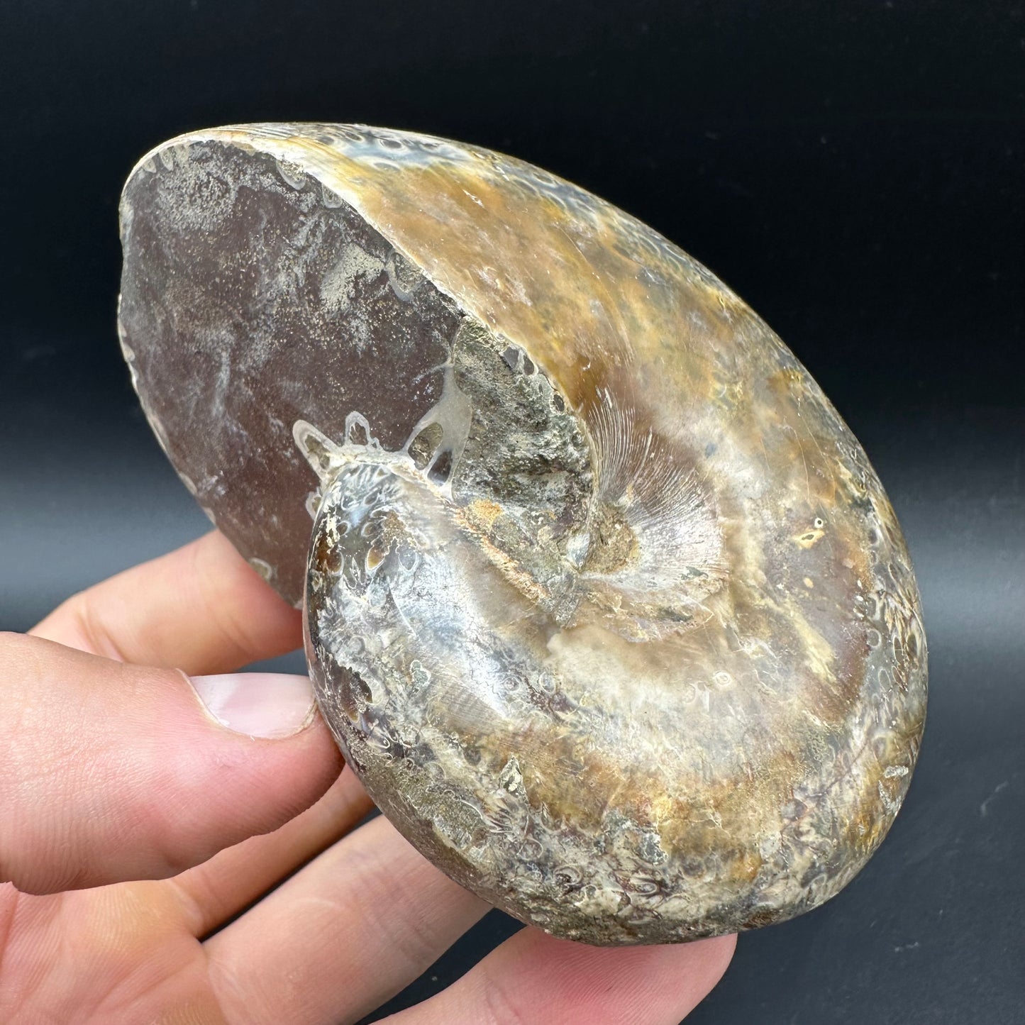 Phylloceras Ammonite Fossil With Box And Stand - Cretaceous Ammonite Madagascar