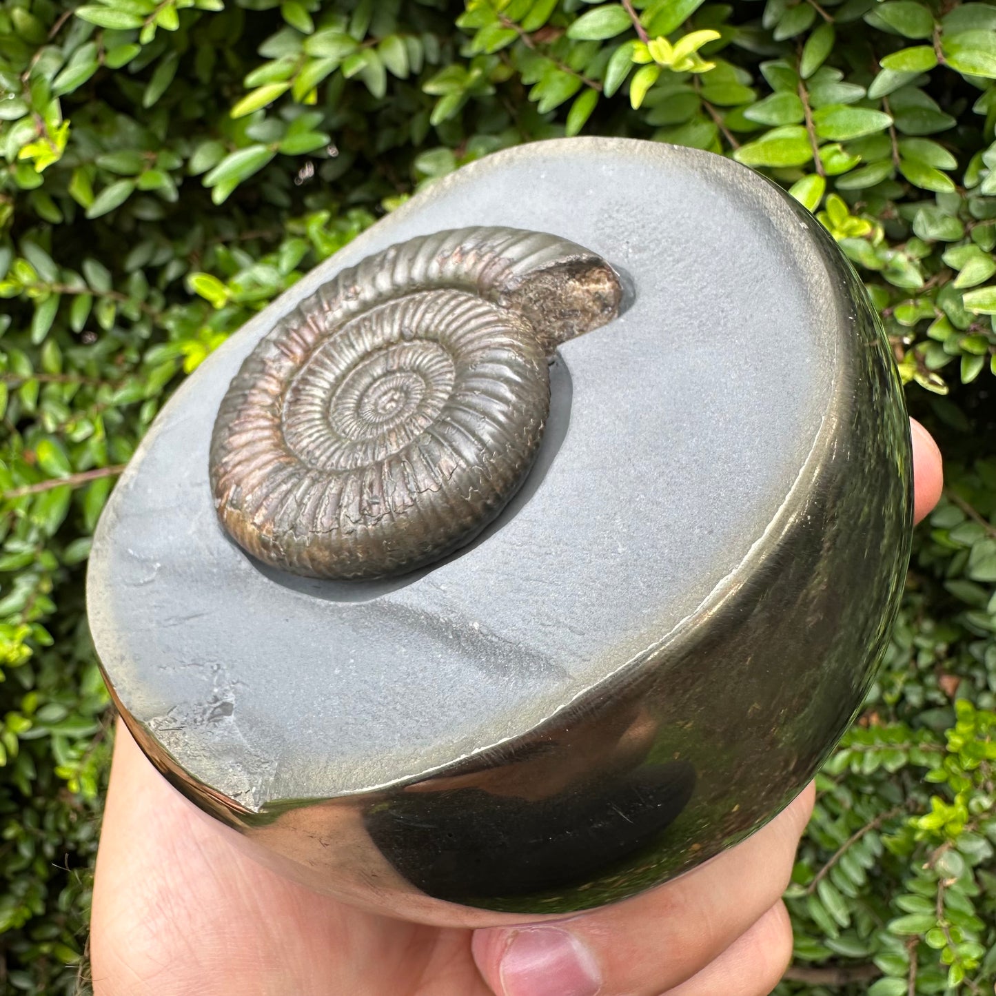Golden Egg (IMPLANT) Ammonite fossil with stand - Whitby, North Yorkshire Jurassic Coast