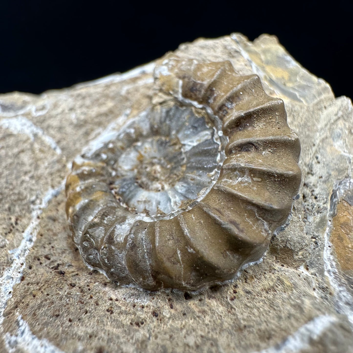 Androgynoceras capricornus Ammonite fossil with box and stand - Whitby, North Yorkshire Jurassic Coast Yorkshire Fossils