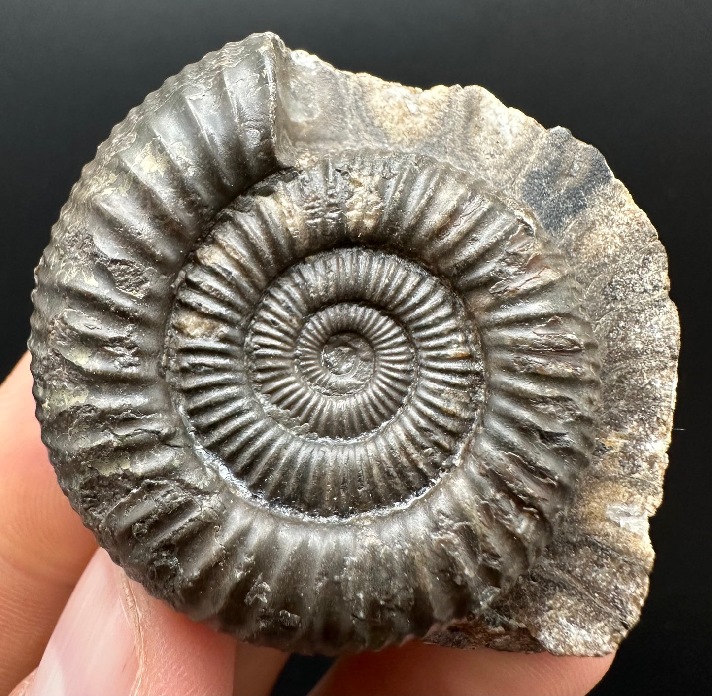 Dactylioceras Ammonite Fossil Gift Set - Whitby, North Yorkshire Jurassic Coast Yorkshire Fossils