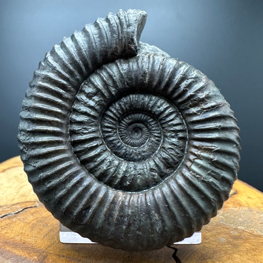 Dactylioceras Ammonite Fossil With box and Stand - Whitby, North Yorkshire Jurassic Coast Yorkshire Fossils