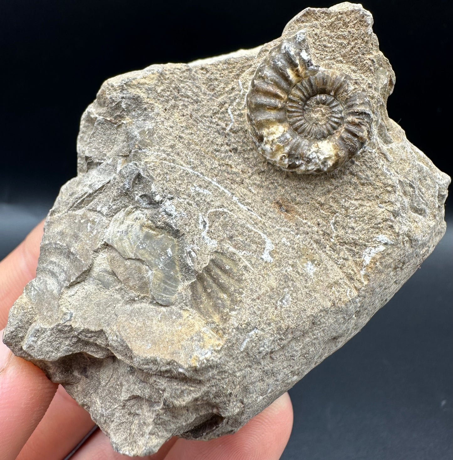 Androgynoceras capricornus Ammonite fossil with box and stand - Whitby, North Yorkshire Jurassic Coast Yorkshire Fossils