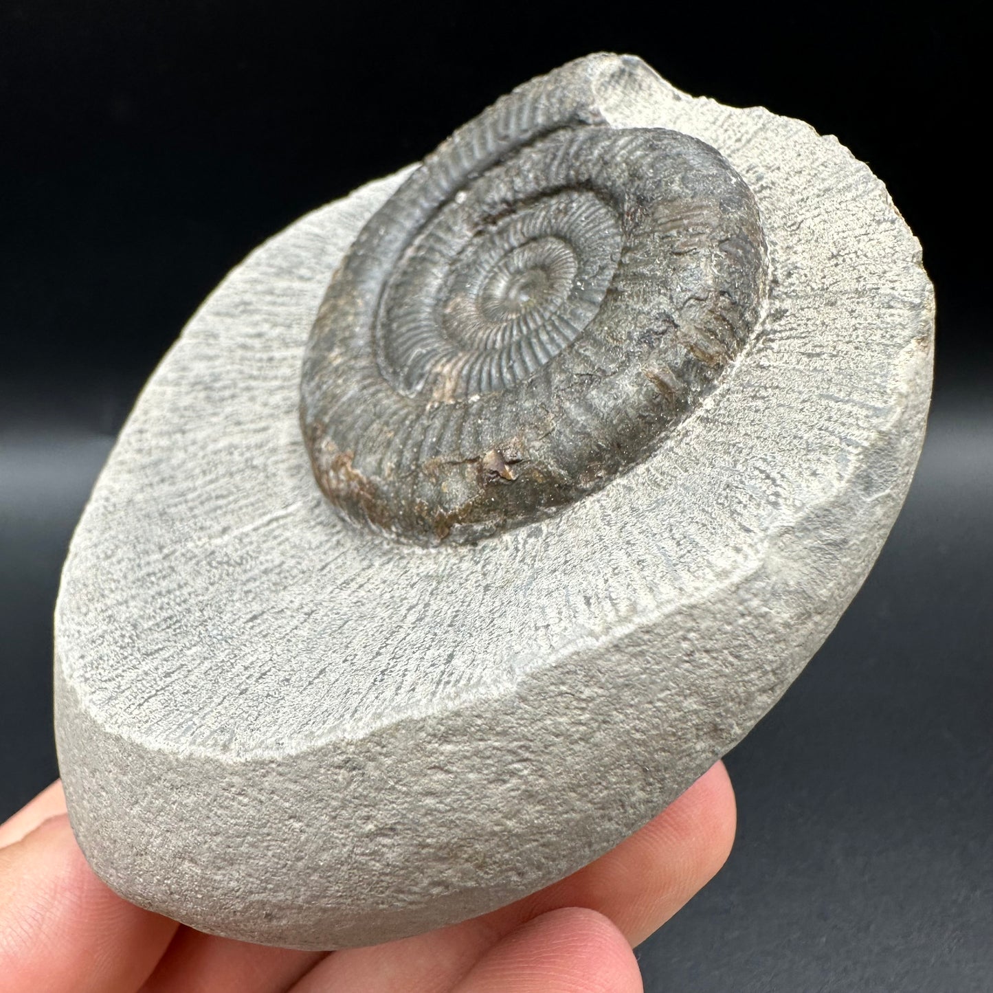 Dactylioceras Ammonite Fossil With Box And Stand - Whitby, North Yorkshire Jurassic Coast Yorkshire Fossils