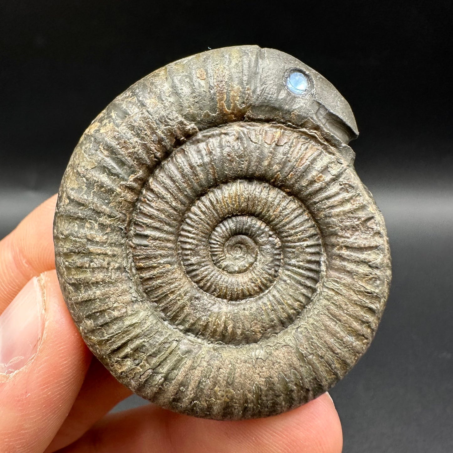 Snakestone Ammonite Fossil With Bag/Box And Stand - Whitby, North Yorkshire Jurassic Coast Yorkshire Fossils