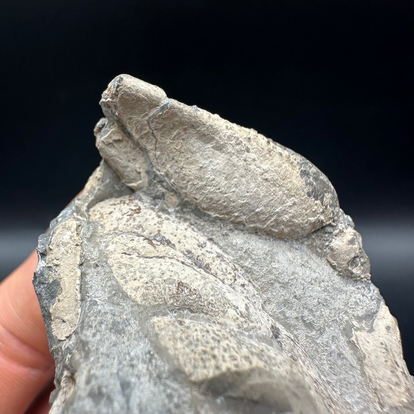 Lobster fossil with box and stand - Whitby, North Yorkshire Jurassic Coast, Yorkshire fossils