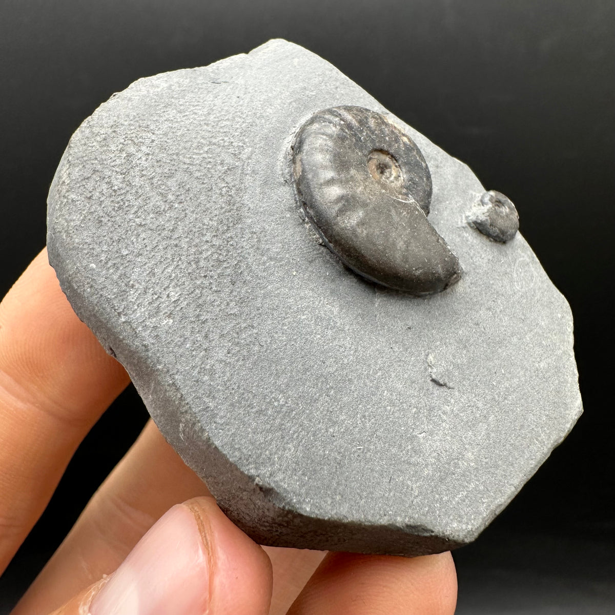 Eleganticeras Elegantulum ammonite fossil with box and stand - Whitby, North Yorkshire Jurassic Coast, Yorkshire Fossils