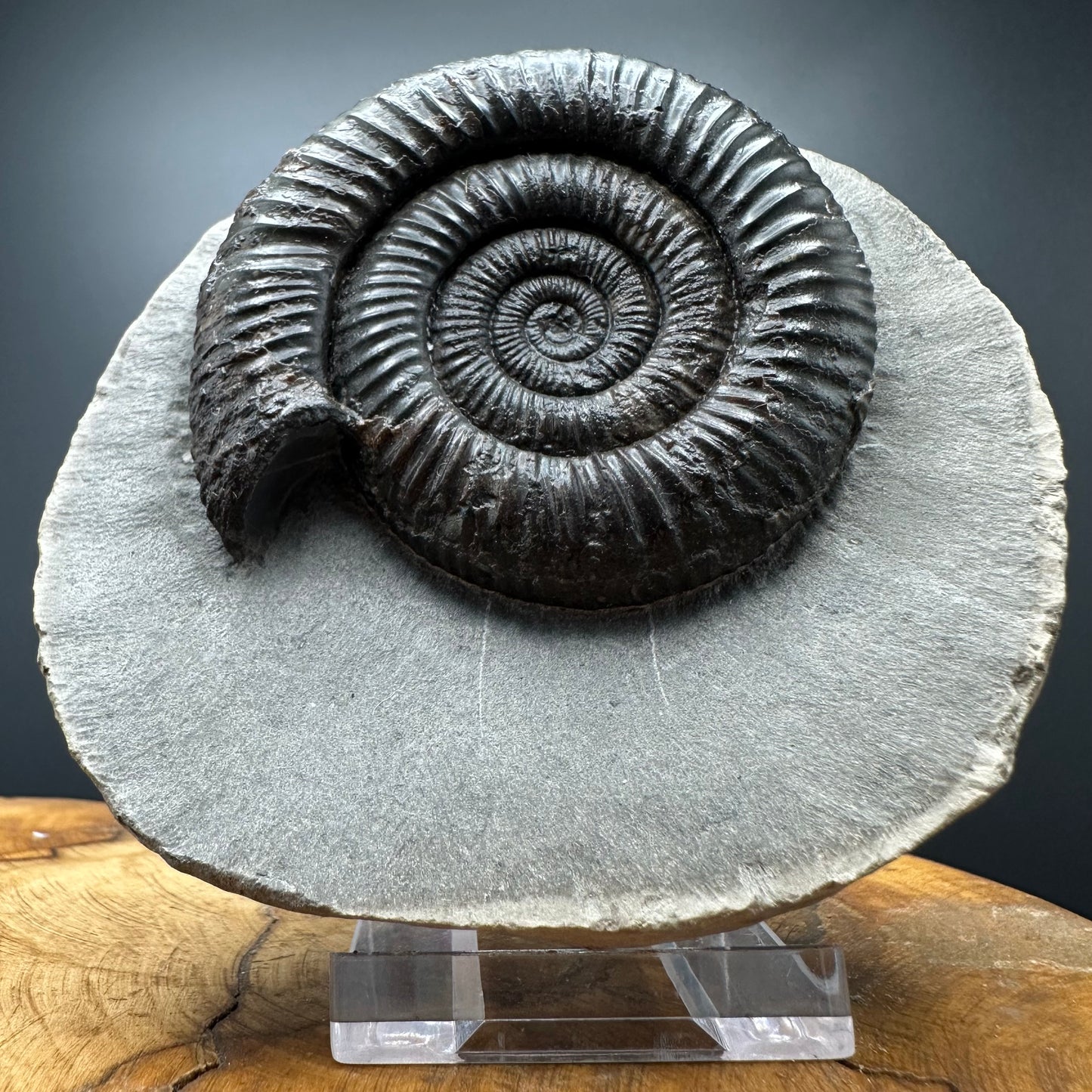 Dactylioceras Ammonite Fossil With box and Stand - Whitby, North Yorkshire Jurassic Coast Yorkshire Fossils