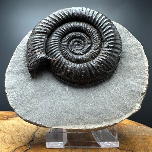Dactylioceras Ammonite Fossil With box and Stand - Whitby, North Yorkshire Jurassic Coast Yorkshire Fossils