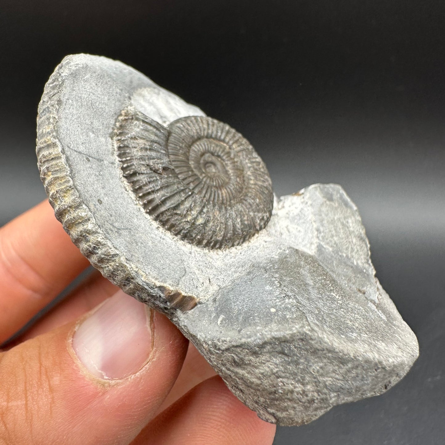 Dactylioceras Ammonite Fossil With Box And Stand - Whitby, North Yorkshire Jurassic Coast Yorkshire Fossils