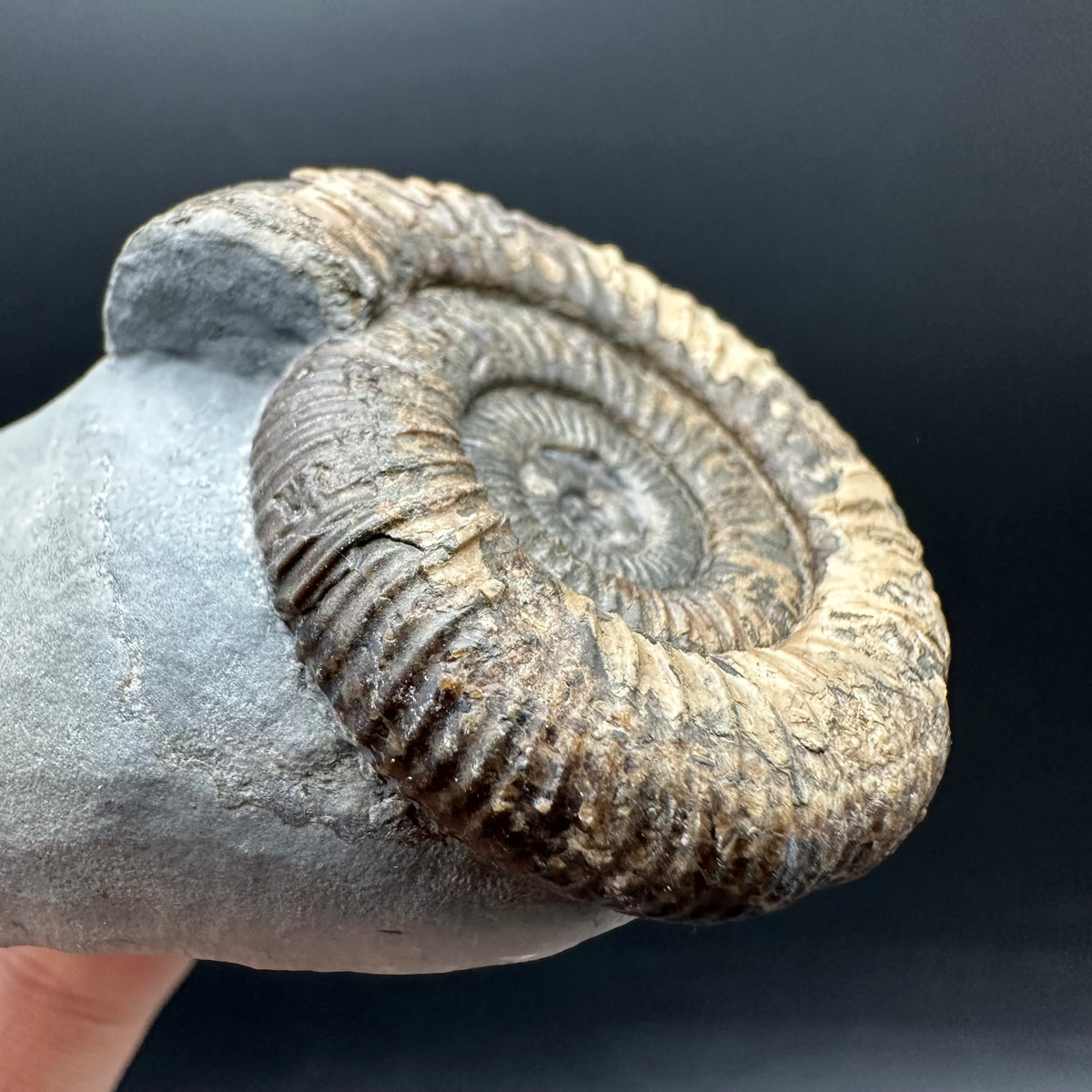 Dactylioceras Ammonite Fossil With Stand - Whitby, North Yorkshire Jurassic Coast Yorkshire Fossils
