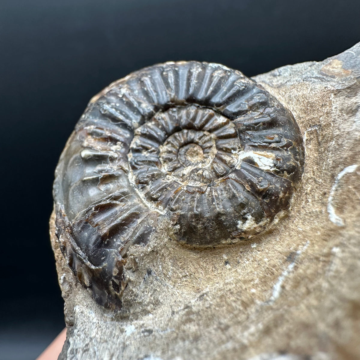 Amaltheus subnodosus Ammonite fossil with stand - Whitby, North Yorkshire Jurassic Coast Yorkshire Fossils