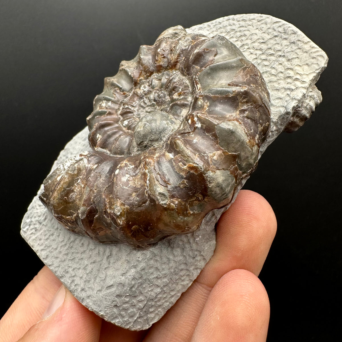 Androgynoceras maculatum ammonite fossil with box and stand - Whitby, North Yorkshire Jurassic Coast Yorkshire Fossils