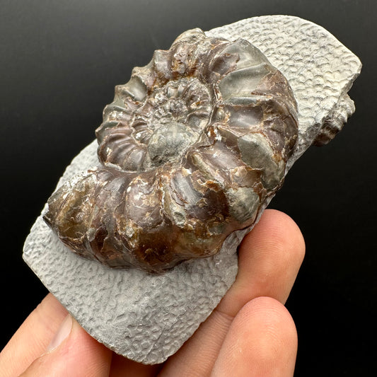 Androgynoceras maculatum ammonite fossil with box and stand - Whitby, North Yorkshire Jurassic Coast Yorkshire Fossils