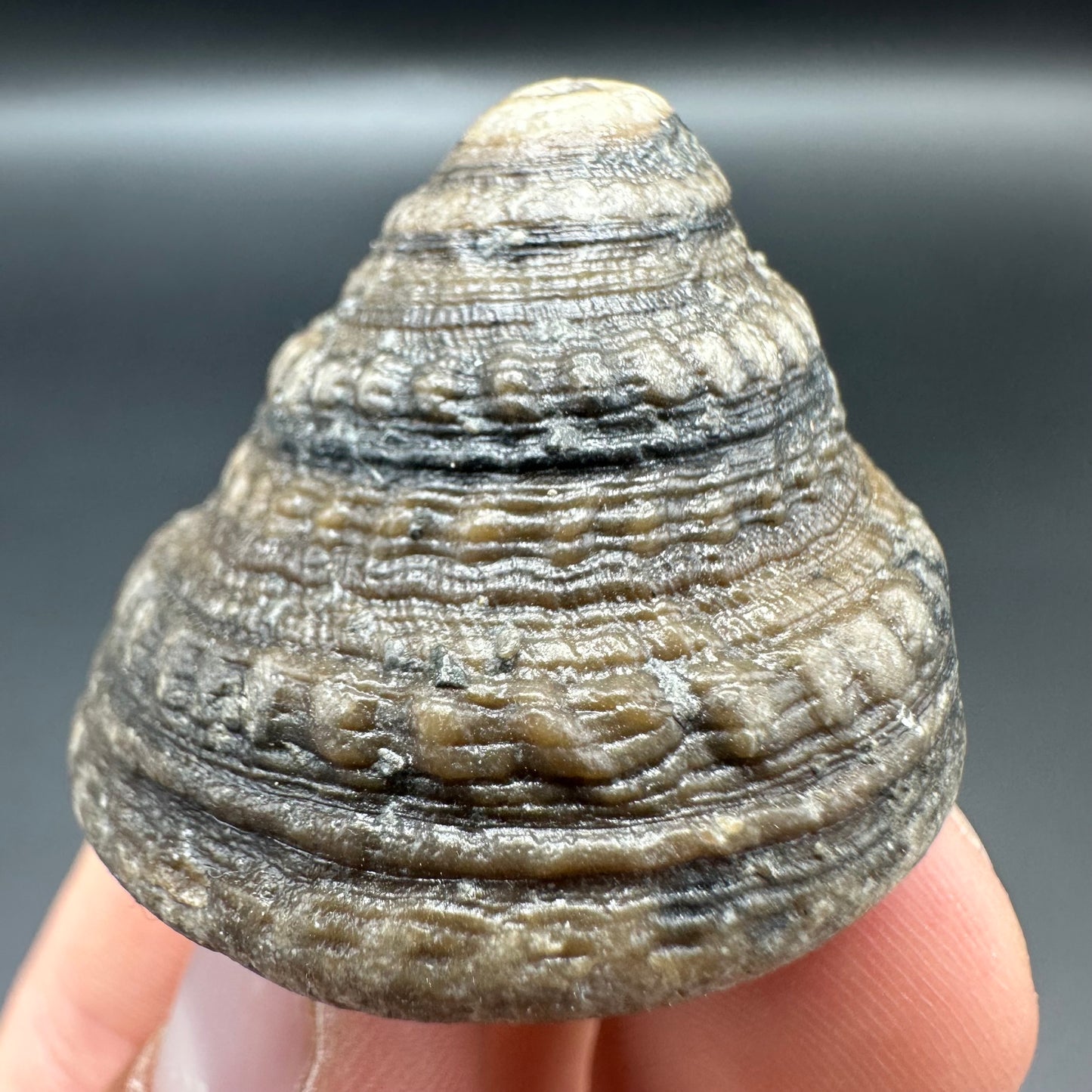 Gastropod Fossil Shell With Tin And Stand - Whitby, North Yorkshire, Jurassic Coast, Yorkshire Fossils