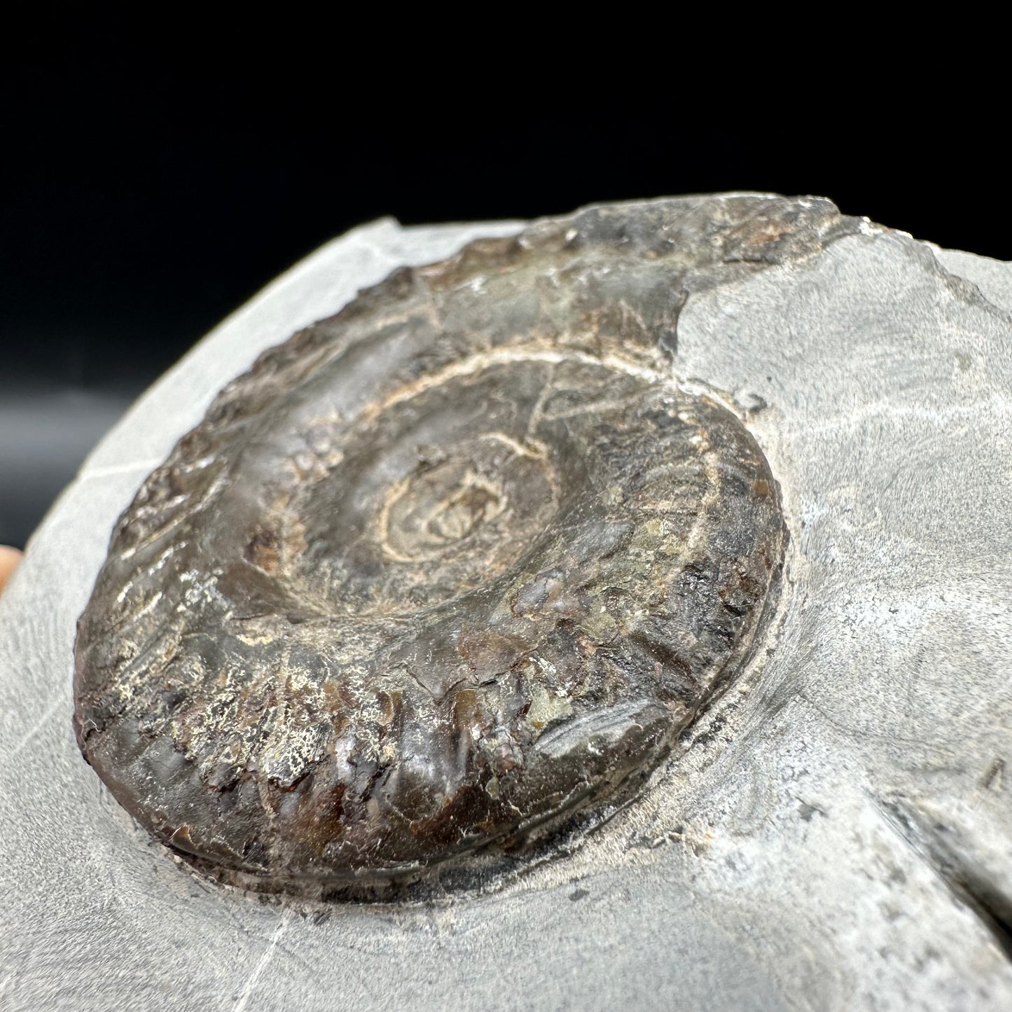 Hildoceras lusitanicum Ammonite fossil with box and stand - Whitby, North Yorkshire, Jurassic Coast, Yorkshire Fossils from the Jurassic Coast