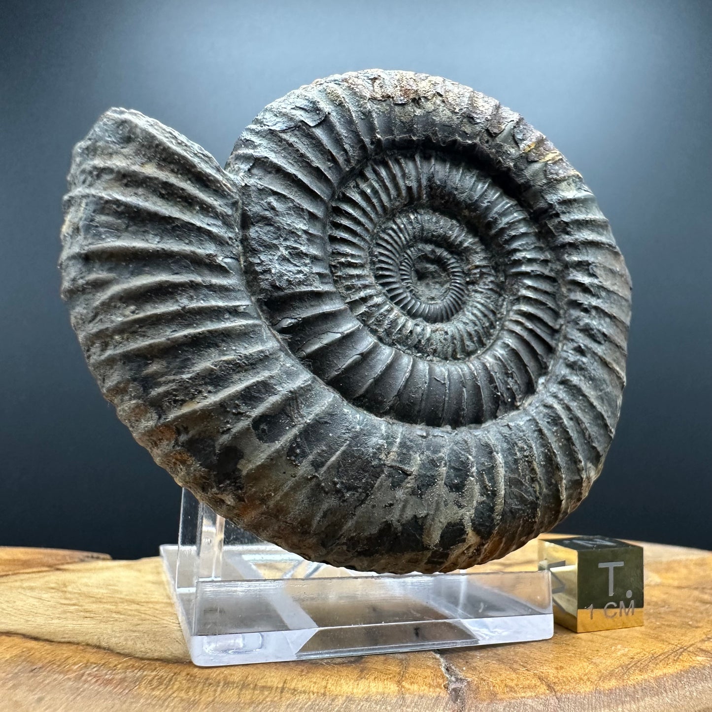 Dactylioceras Ammonite Fossil With box and Stand - Whitby, North Yorkshire Jurassic Coast Yorkshire Fossils