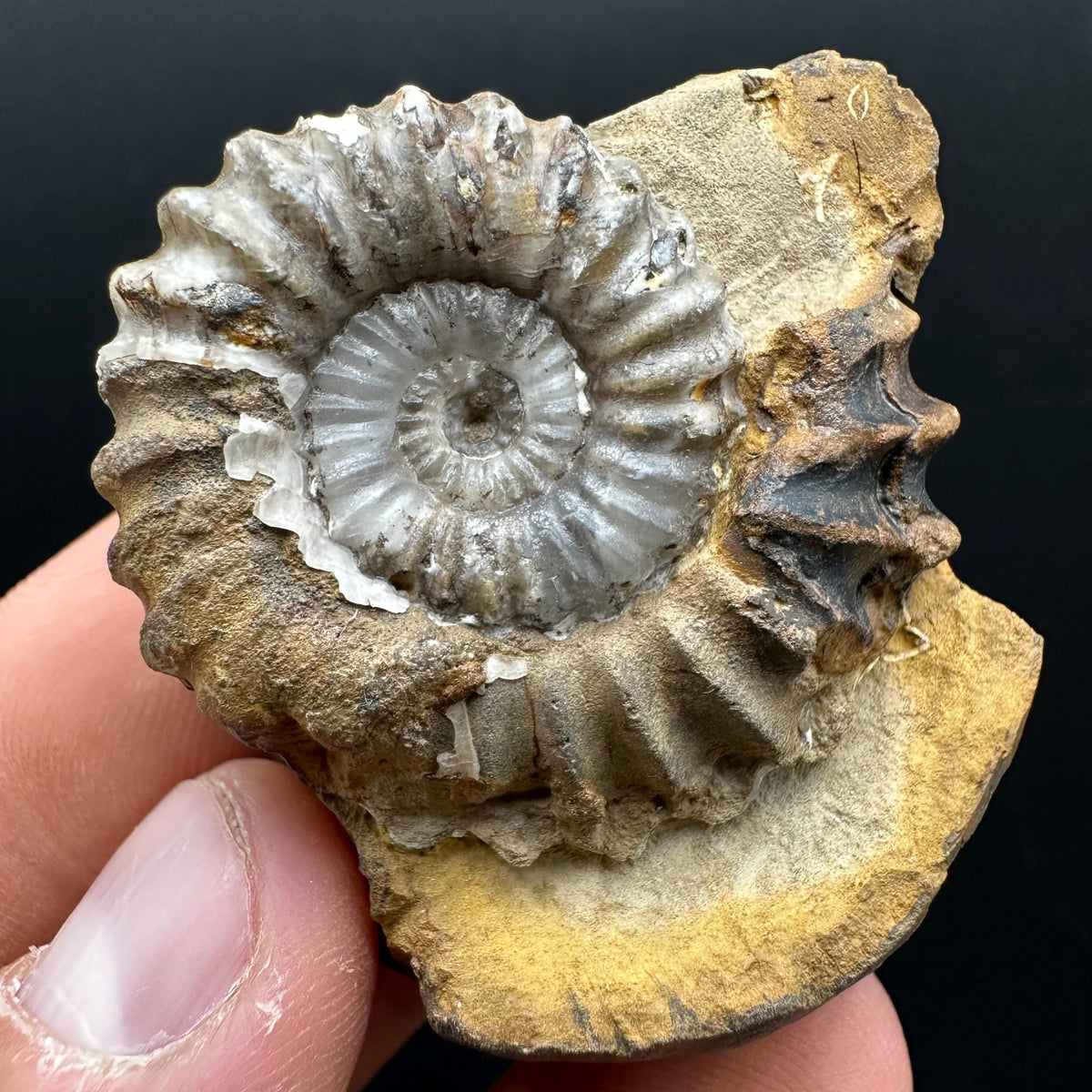 Androgynoceras capricornus Ammonite Fossil With Stand - Whitby, North Yorkshire Jurassic Coast Yorkshire Fossils