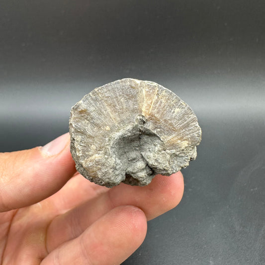 Belemnite (Fossil Squid) shell fossil with box and stand - Whitby, North Yorkshire Jurassic Coast Yorkshire Fossils