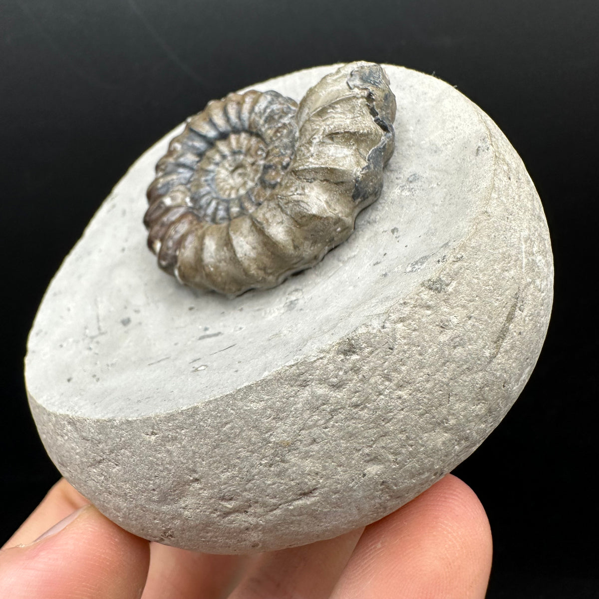 Androgynoceras maculatum ammonite fossil with box and stand - Whitby, North Yorkshire Jurassic Coast Yorkshire Fossils