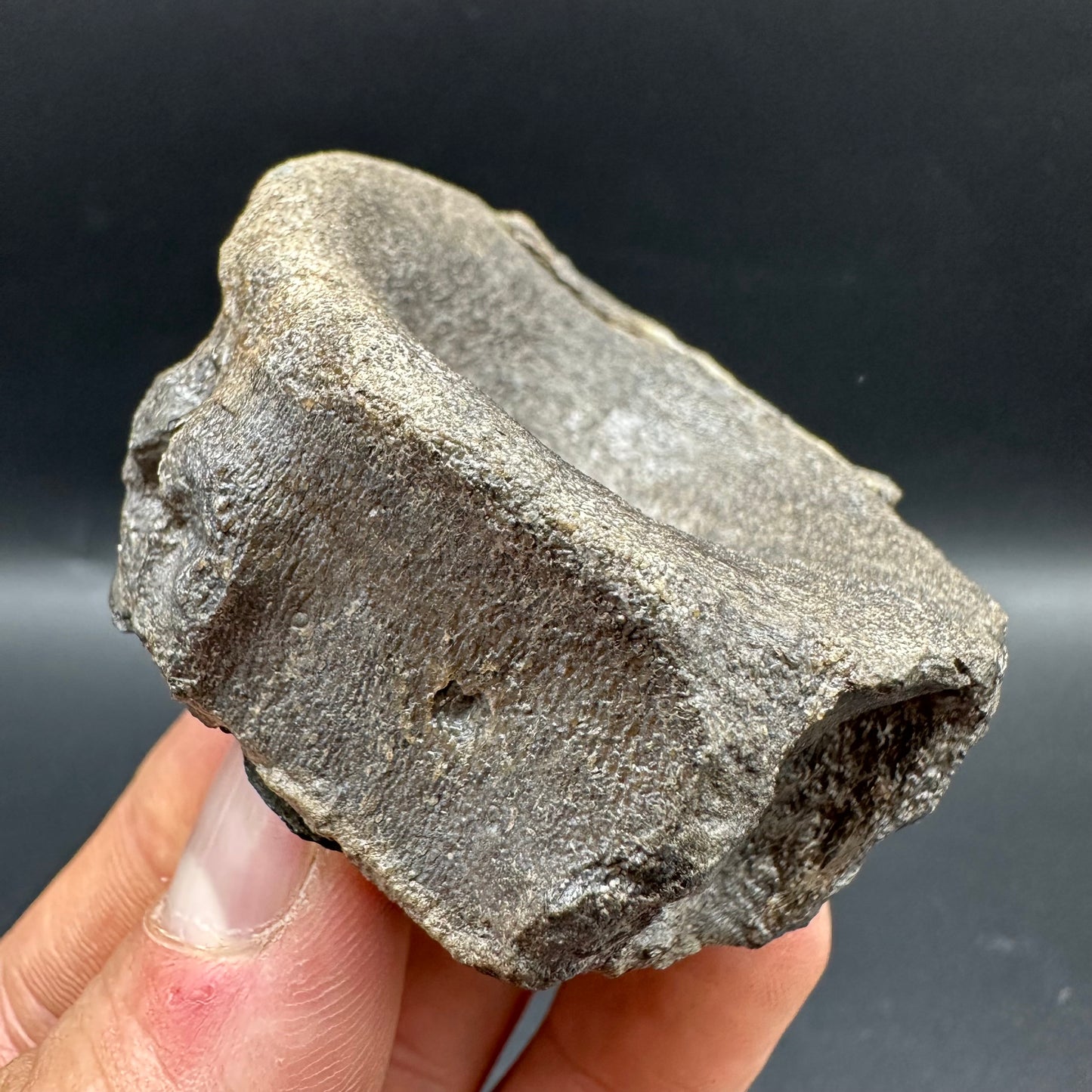 Ichthyosaur Vertebra fossil with box and stand - Whitby, North Yorkshire Jurassic Coast, Yorkshire fossils found on the Jurassic Coast