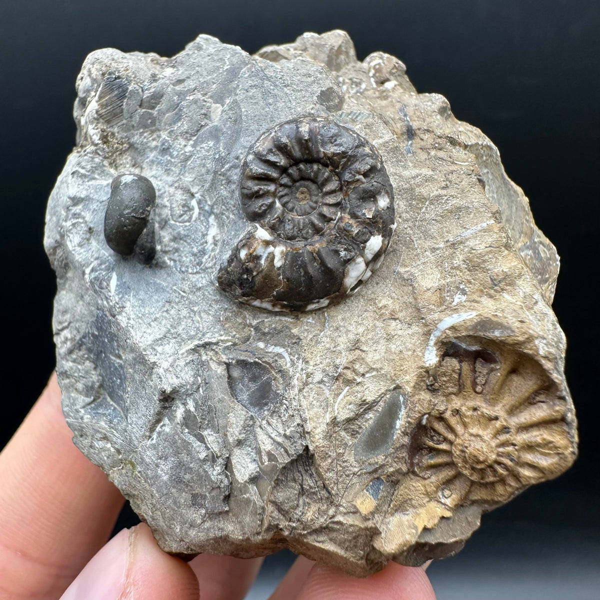 Amaltheus subnodosus Ammonite fossil with stand - Whitby, North Yorkshire Jurassic Coast Yorkshire Fossils