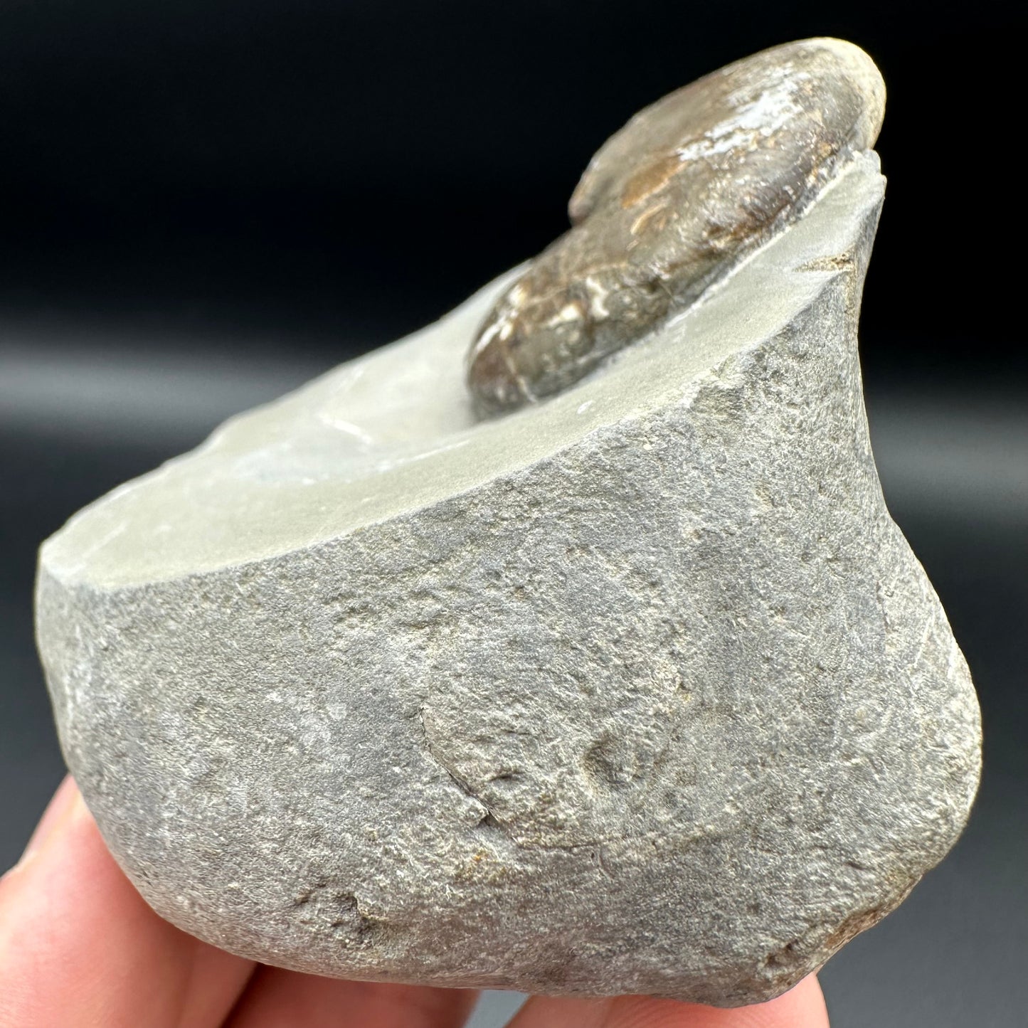 Phylloceras ammonite fossil with box and stand - Whitby, North Yorkshire Jurassic Coast, Yorkshire fossils