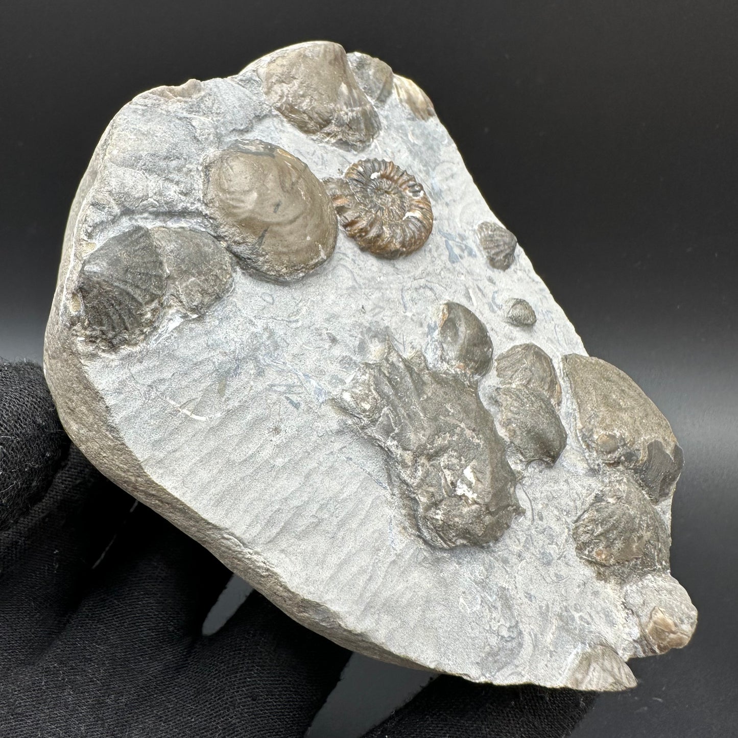 Androgynoceras capricornus Ammonite fossil with box and stand - Whitby, North Yorkshire Jurassic Coast Yorkshire Fossils