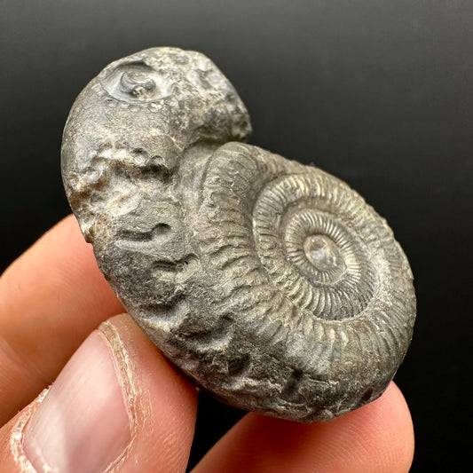 Snakestone Ammonite Fossil With Bag/Box And Stand - Whitby, North Yorkshire Jurassic Coast Yorkshire Fossils