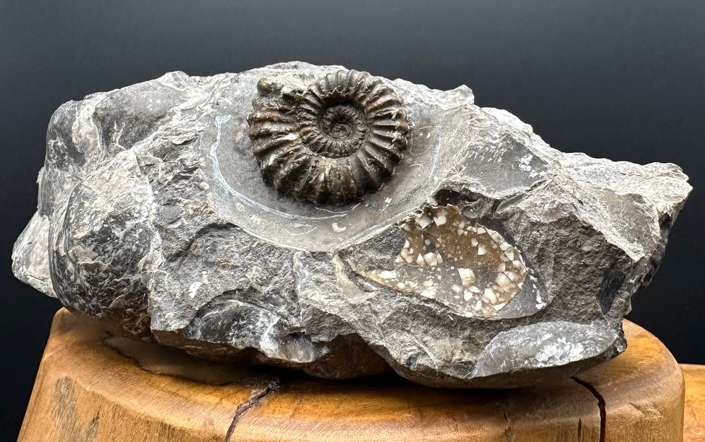 Androgynoceras capricornus Ammonite Fossil With Stand - Whitby, North Yorkshire Jurassic Coast Yorkshire Fossils