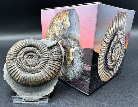 Dactylioceras Ammonite Fossil With Box And Stand - Whitby, North Yorkshire Jurassic Coast Yorkshire Fossils