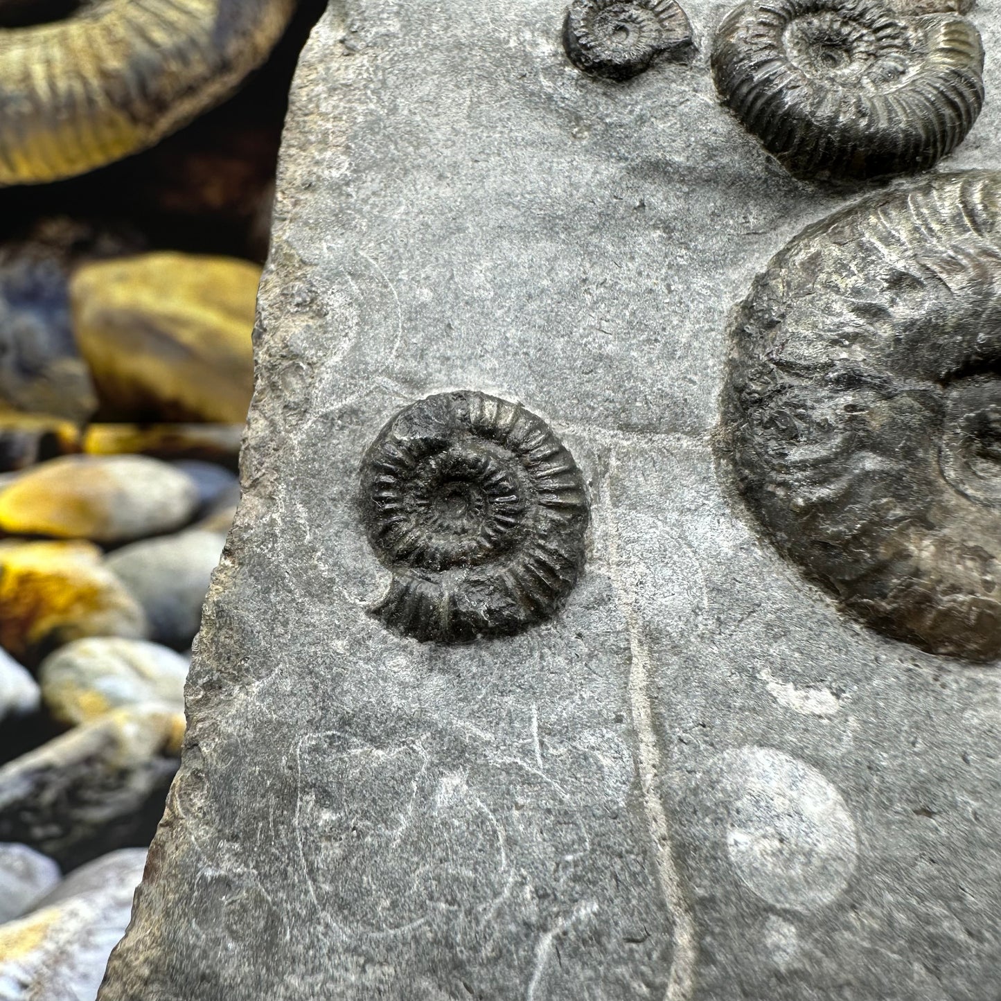 Harpoceras ammonite fossil - Whitby, North Yorkshire Jurassic Coast, Yorkshire Fossils