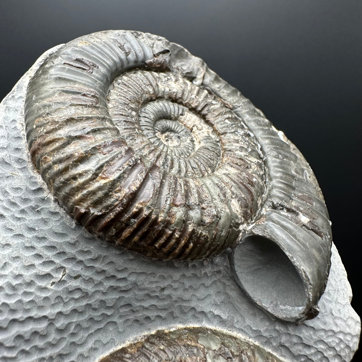 Dactylioceras Ammonite Fossil With Stand - Whitby, North Yorkshire Jurassic Coast Yorkshire Fossils