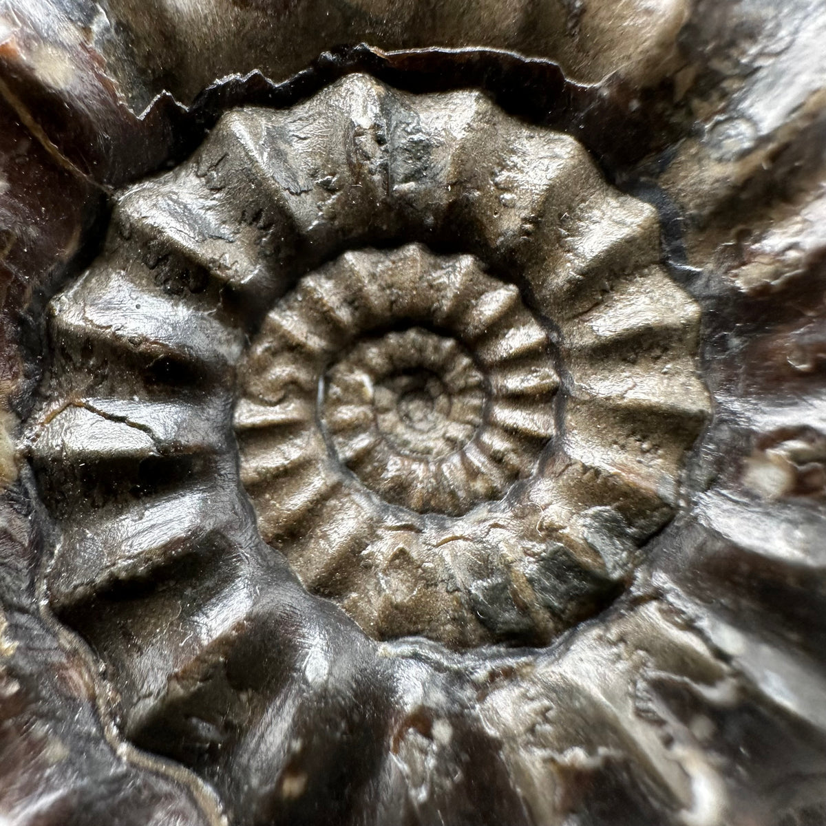 Androgynoceras maculatum ammonite fossil with box and stand - Whitby, North Yorkshire Jurassic Coast Yorkshire Fossils