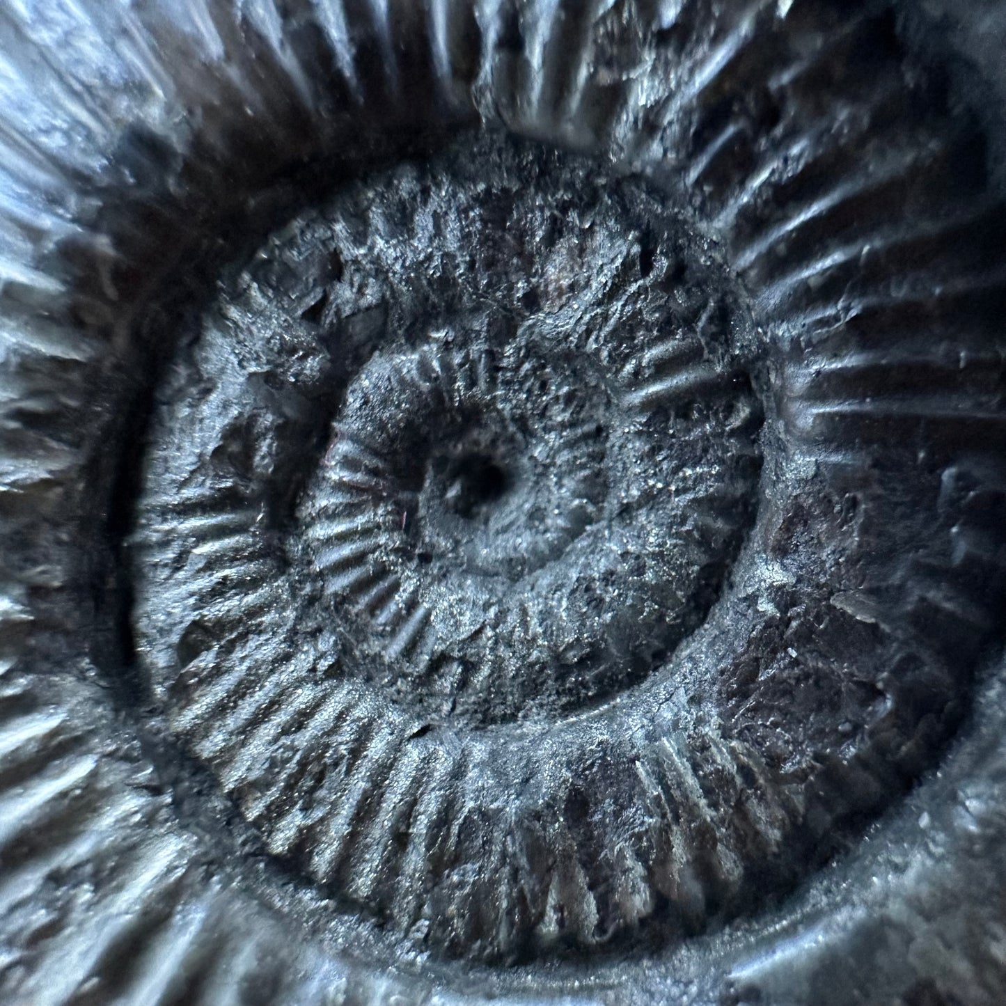 Dactylioceras Ammonite Fossil With box and Stand - Whitby, North Yorkshire Jurassic Coast Yorkshire Fossils