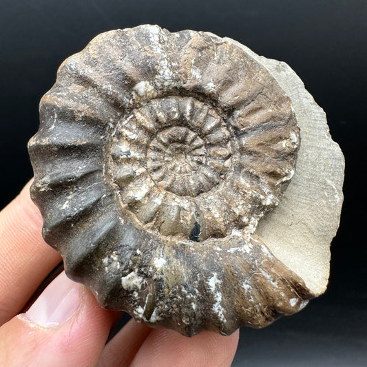 Androgynoceras maculatum ammonite fossil with box and stand - Whitby, North Yorkshire Jurassic Coast Yorkshire Fossils