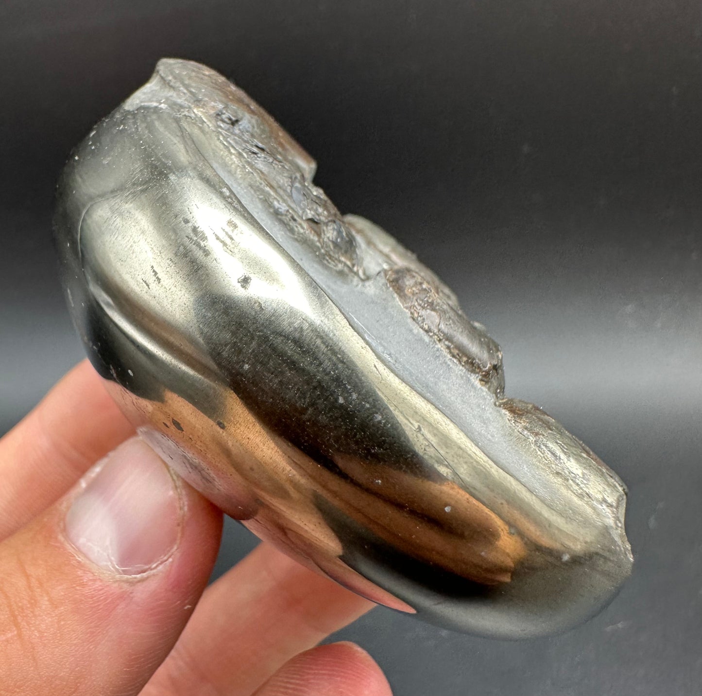 Golden Egg (GENUINE) Ammonite Fossil With Stand - Whitby, North Yorkshire Jurassic Coast Yorkshire Fossils