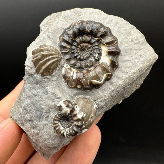 Androgynoceras maculatum ammonite fossil with box and stand - Whitby, North Yorkshire Jurassic Coast Yorkshire Fossils
