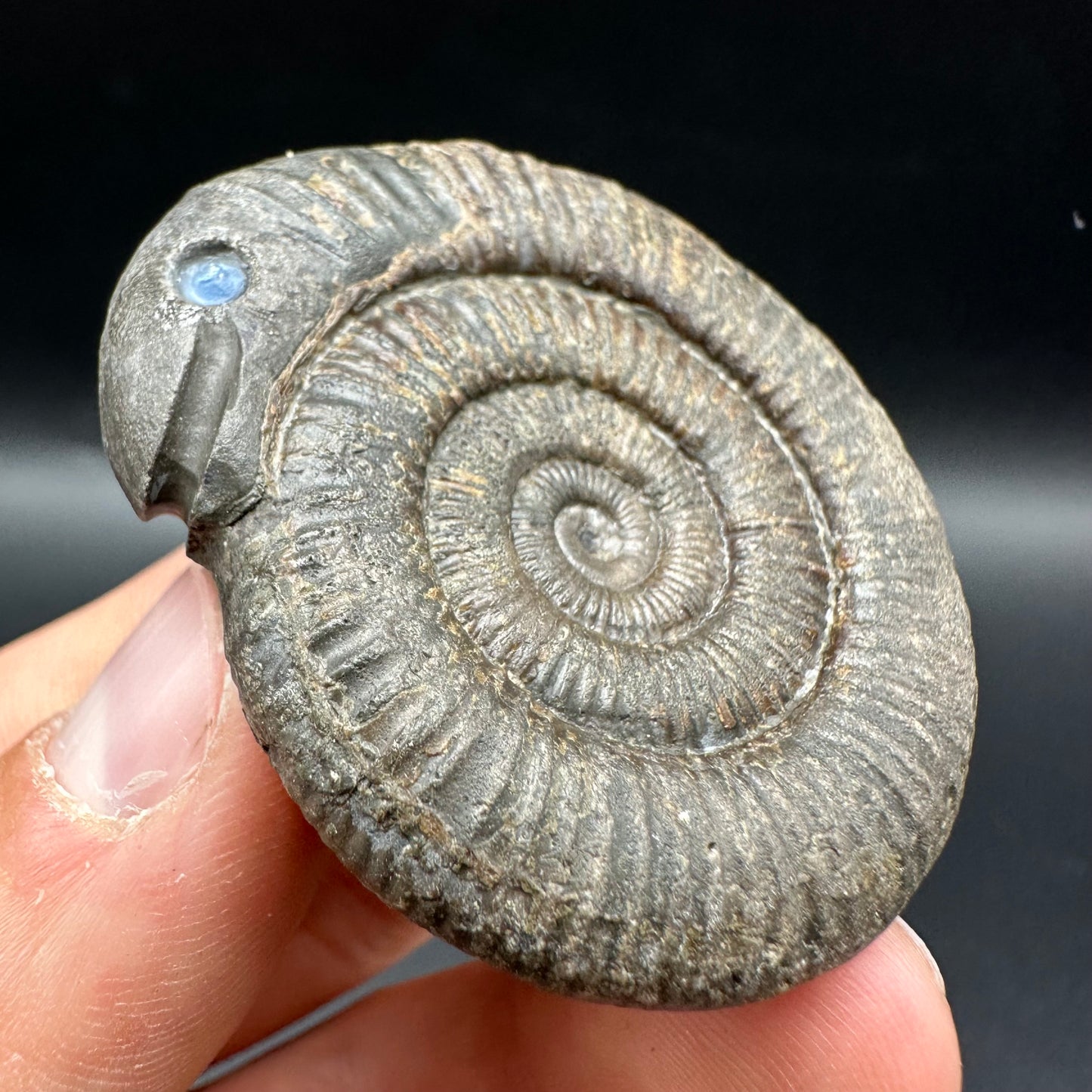 Snakestone Ammonite Fossil With Bag/Box And Stand - Whitby, North Yorkshire Jurassic Coast Yorkshire Fossils