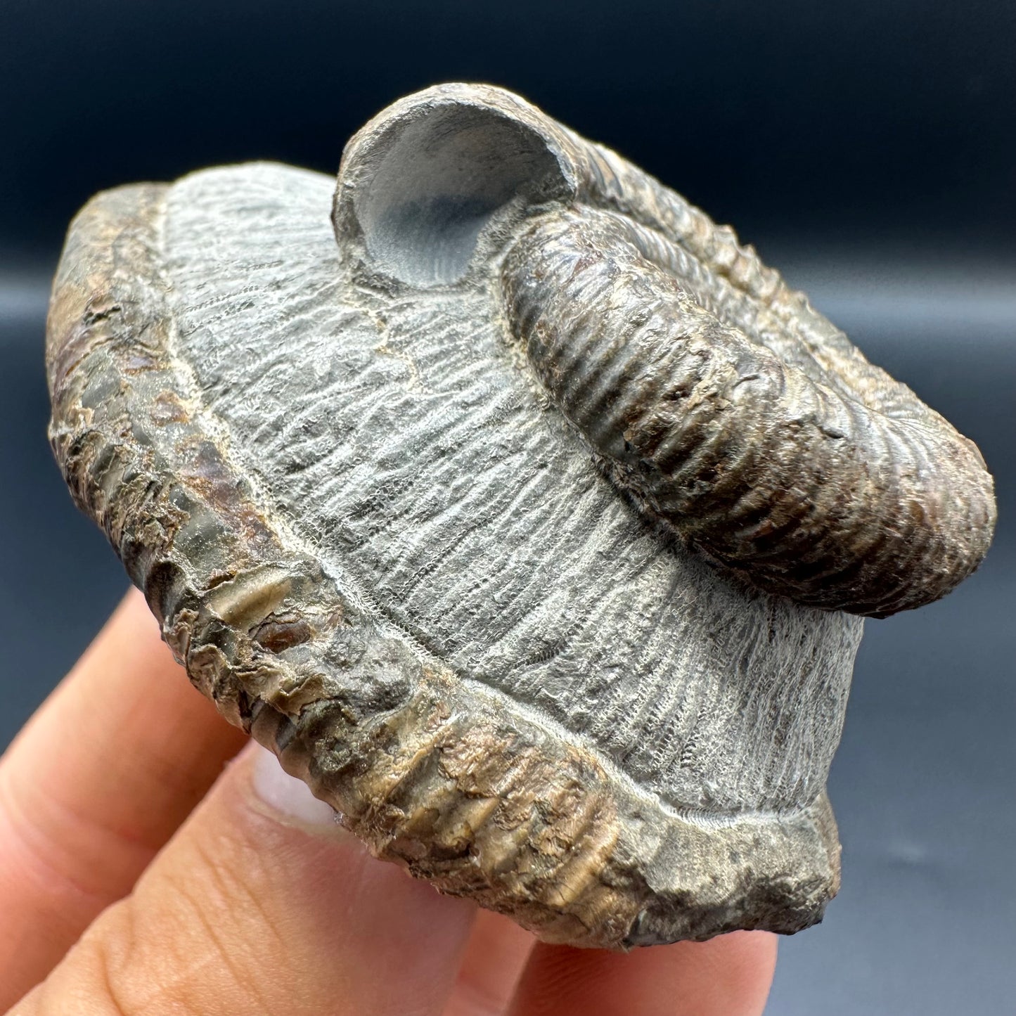 Dactylioceras Ammonite Fossil With Box And Stand - Whitby, North Yorkshire Jurassic Coast Yorkshire Fossils