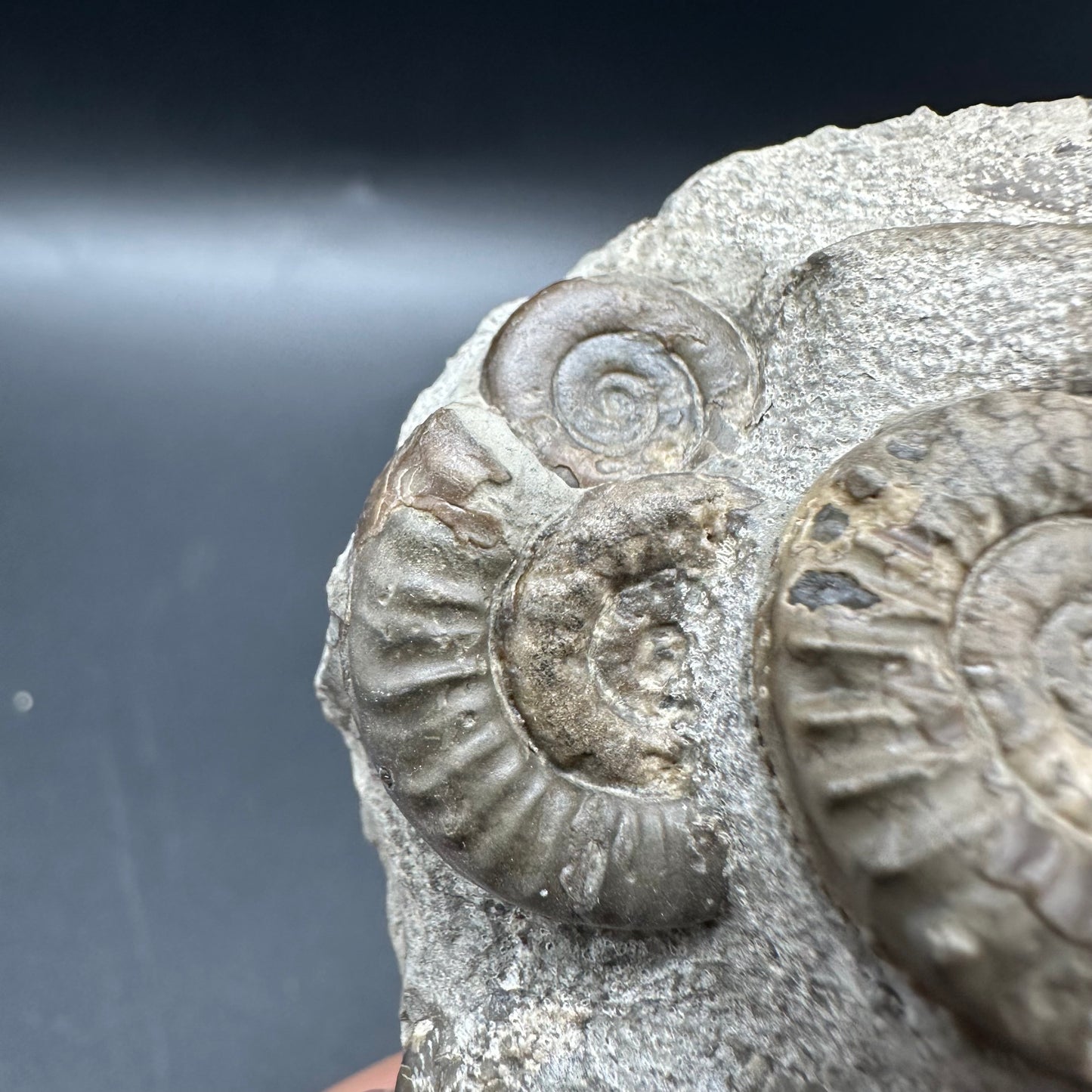 Arnioceras ammonite shell fossil with box and stand - Whitby, North Yorkshire Jurassic Coast Yorkshire Fossils