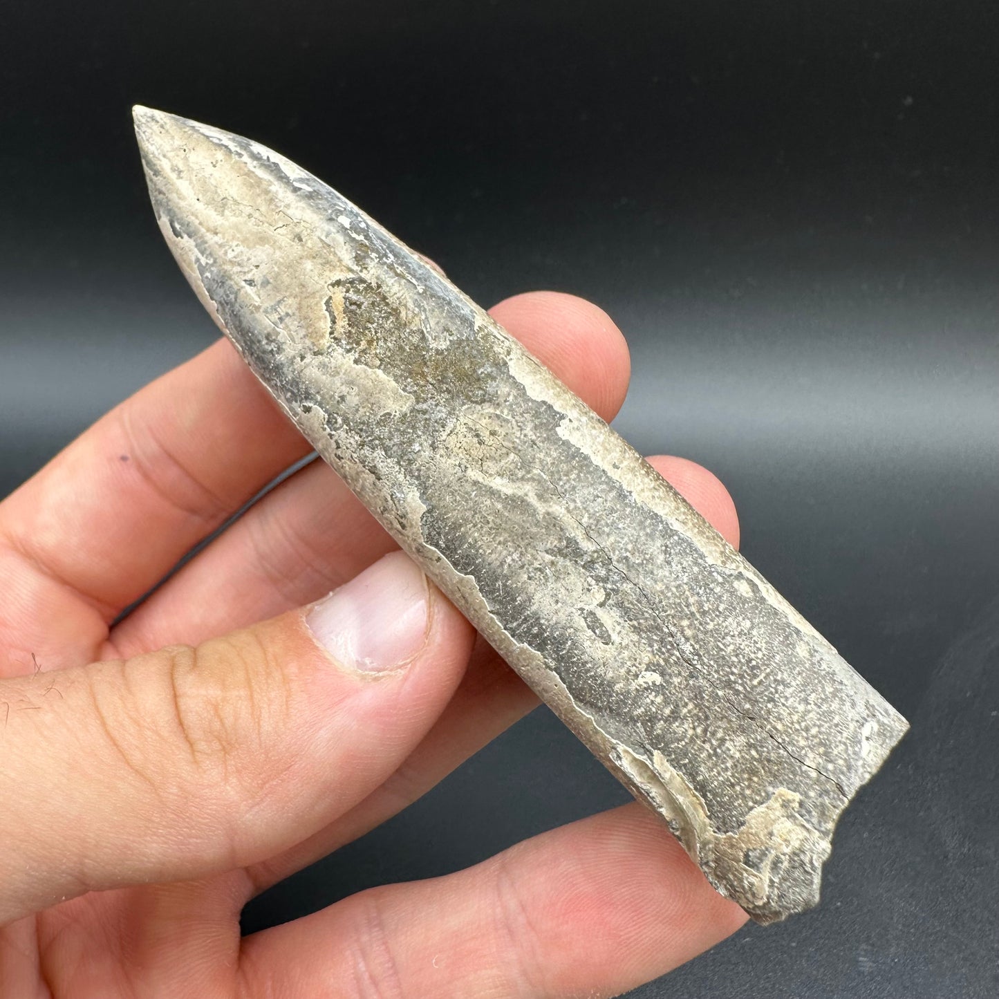 Belemnite (Fossil Squid) shell fossil with box and stand - Whitby, North Yorkshire Jurassic Coast Yorkshire Fossils