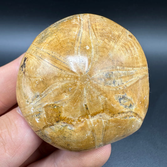 Holectypus Sea Urchin Fossil With Box And Stand - Middle Jurassic Madagascar