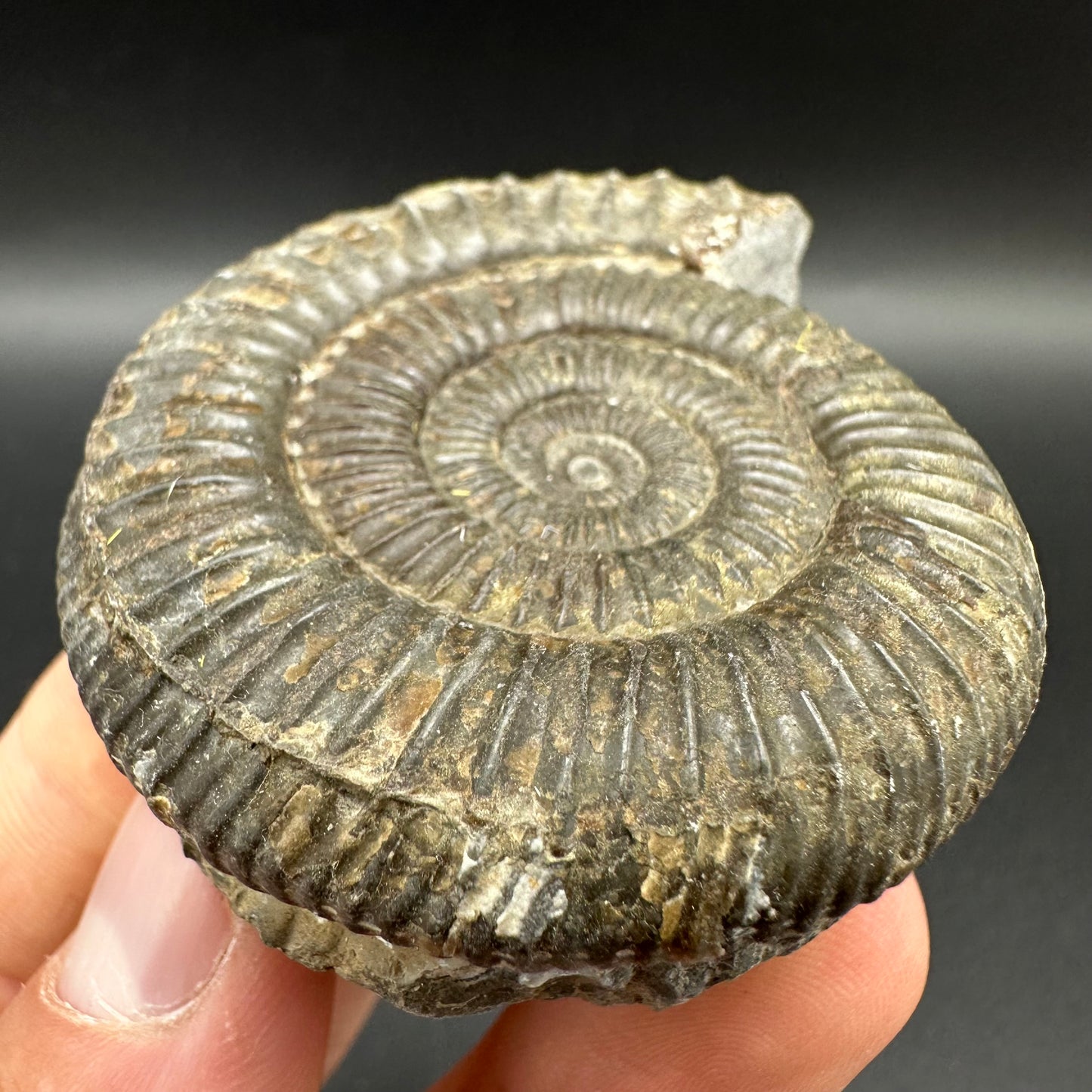 Dactylioceras Ammonite Fossil With Box And Stand - Whitby, North Yorkshire Jurassic Coast Yorkshire Fossils