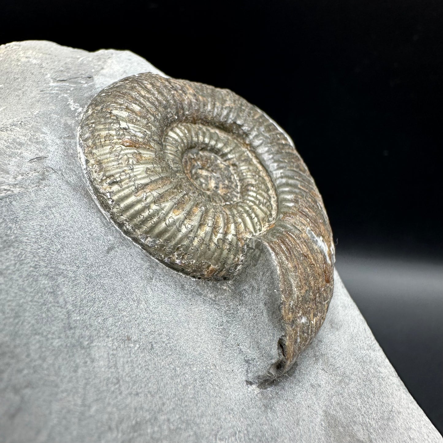 Dactylioceras semicelatum Ammonite fossil - Whitby, North Yorkshire Jurassic Coast Yorkshire Fossils