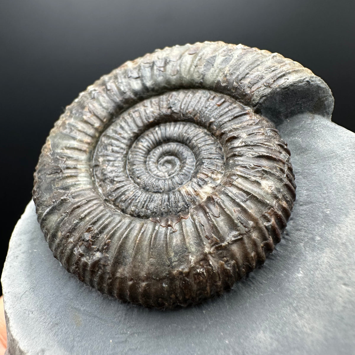 Dactylioceras Ammonite Fossil With box and Stand - Whitby, North Yorkshire Jurassic Coast Yorkshire Fossils